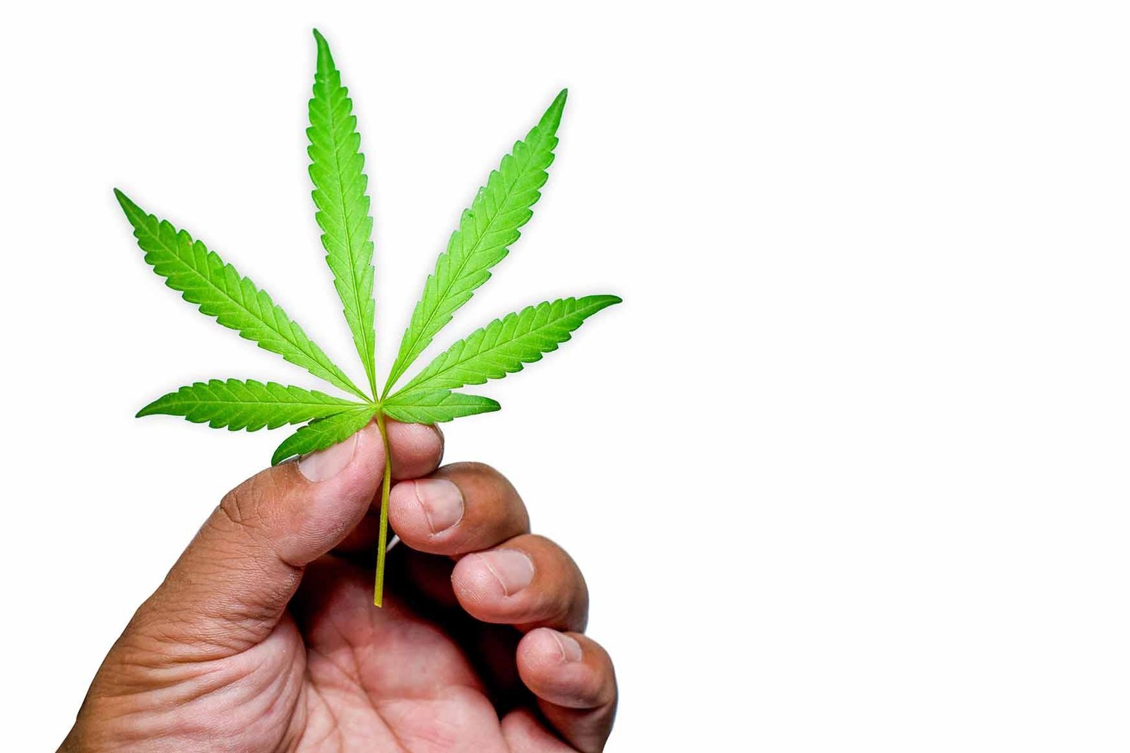 1ª biblioteca genética de cannabis do Brasil ficará sediada na UFV (MG)