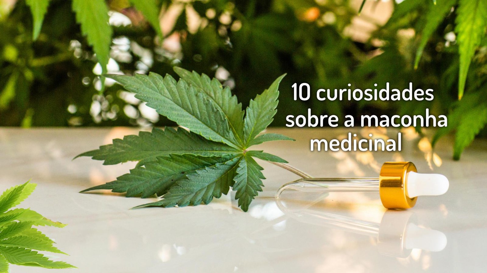 10 curiosidades sobre a maconha medicinal que você precisa saber