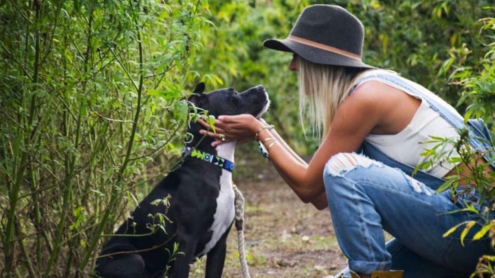 Agricultura familiar e cannabis