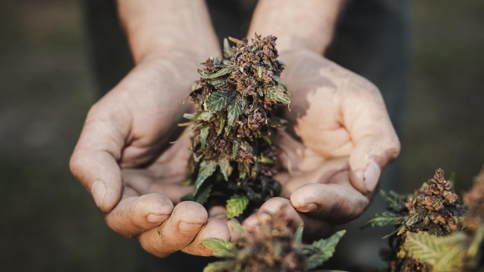 Anvisa proíbe importação de cannabis in natura: confira o que isso significa