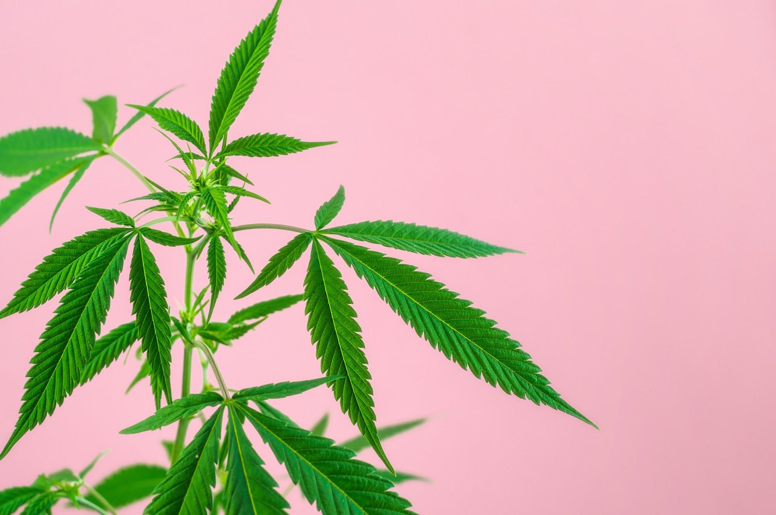 Cannabis medicinal: alívio eficaz para sintomas da menopausa e endometriose, indica estudo de Harvard