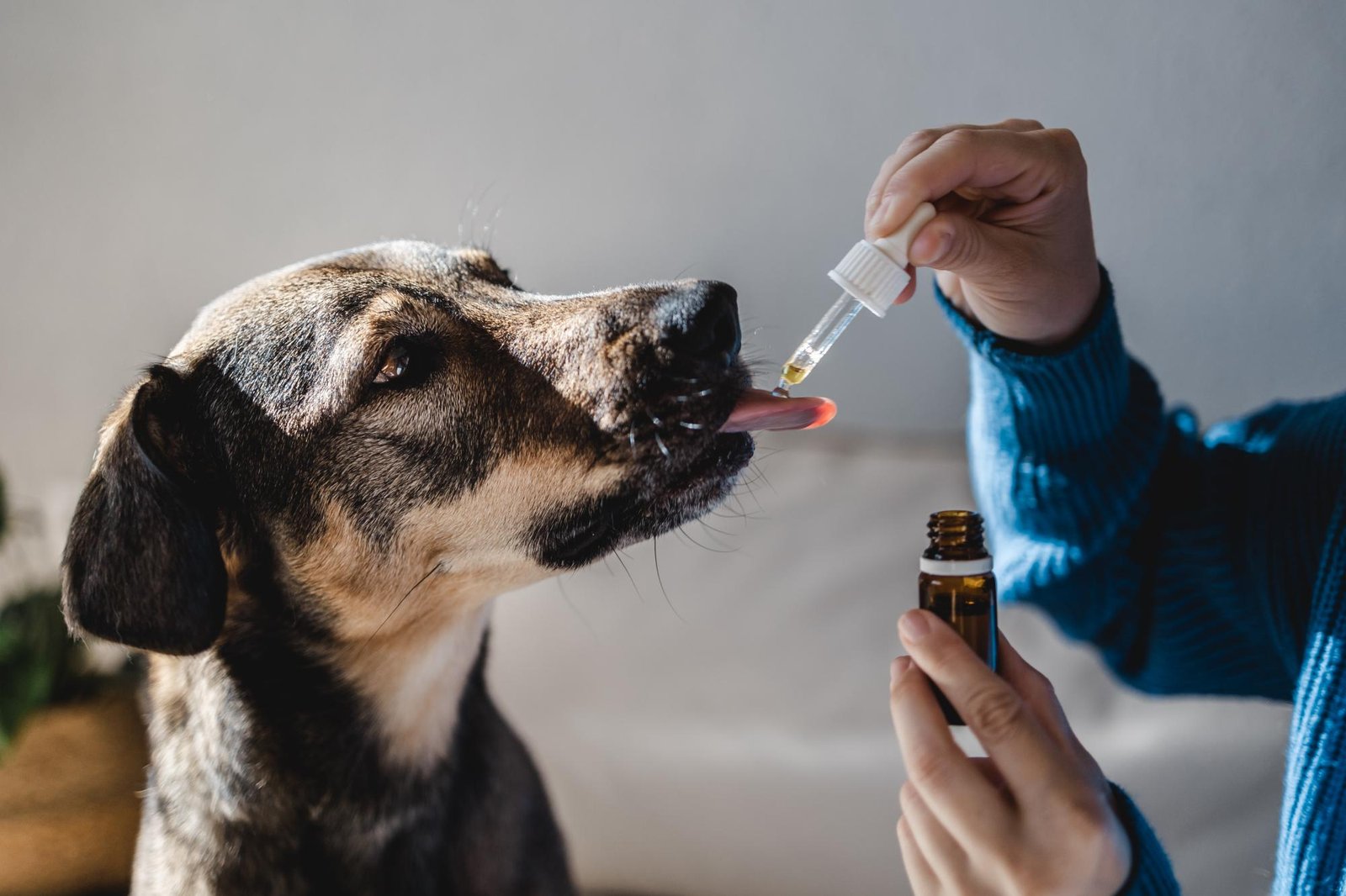 Cannabis medicinal e pets: pesquisa mostra avanços no cuidado com a dor em animais