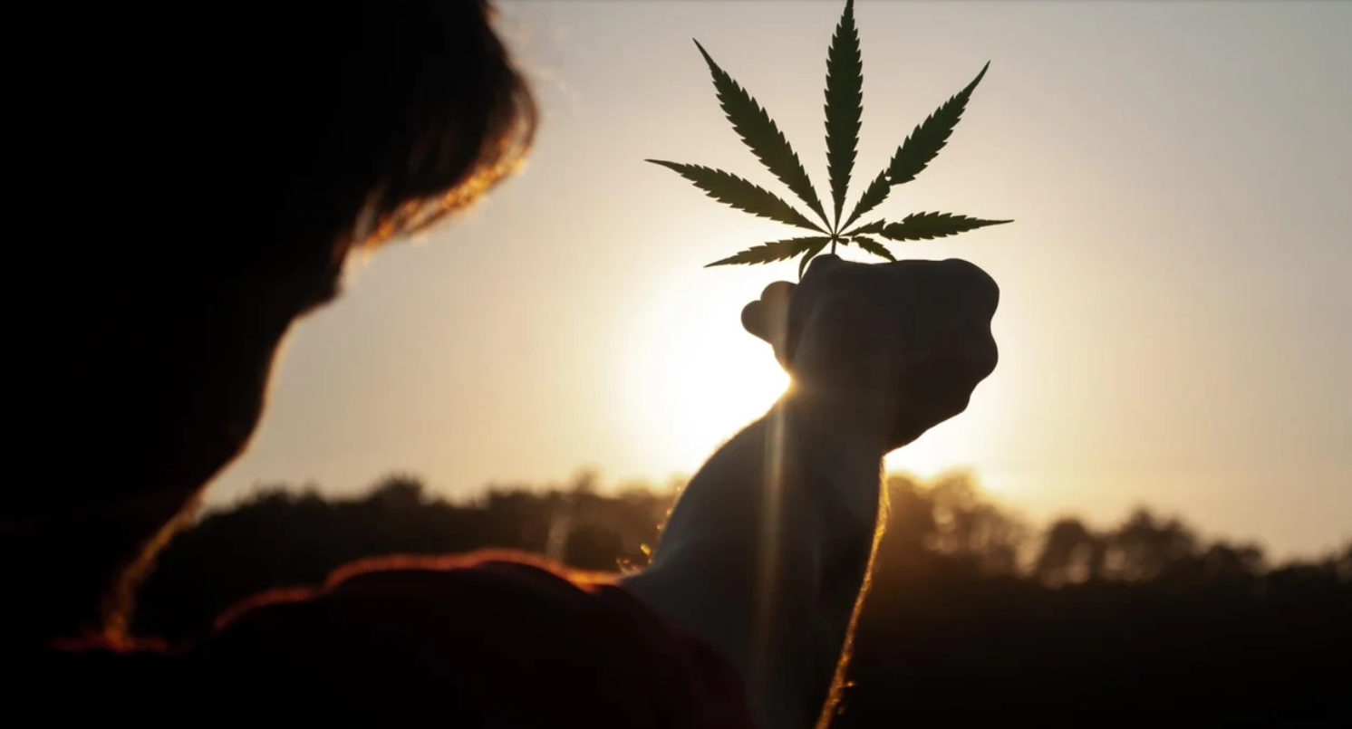 Cannabis Medicinal será objeto de consulta pública no Brasil