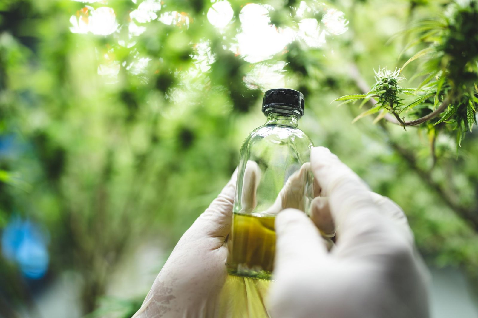 Cannabis medicinal também pode ser usada em aromaterapia