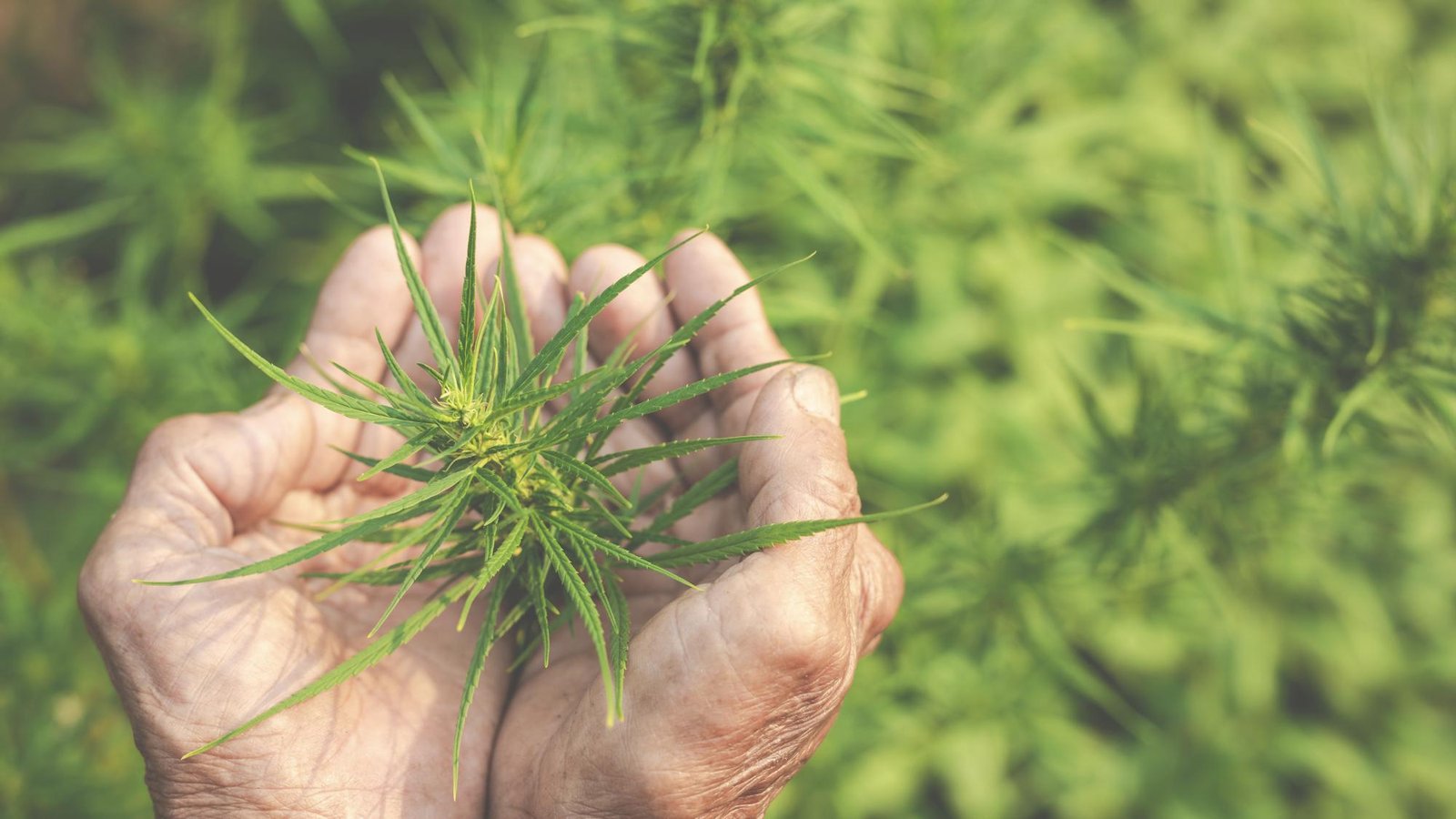 Cannabis pode diminuir intensidade das dores causadas pelo câncer, sugere estudo