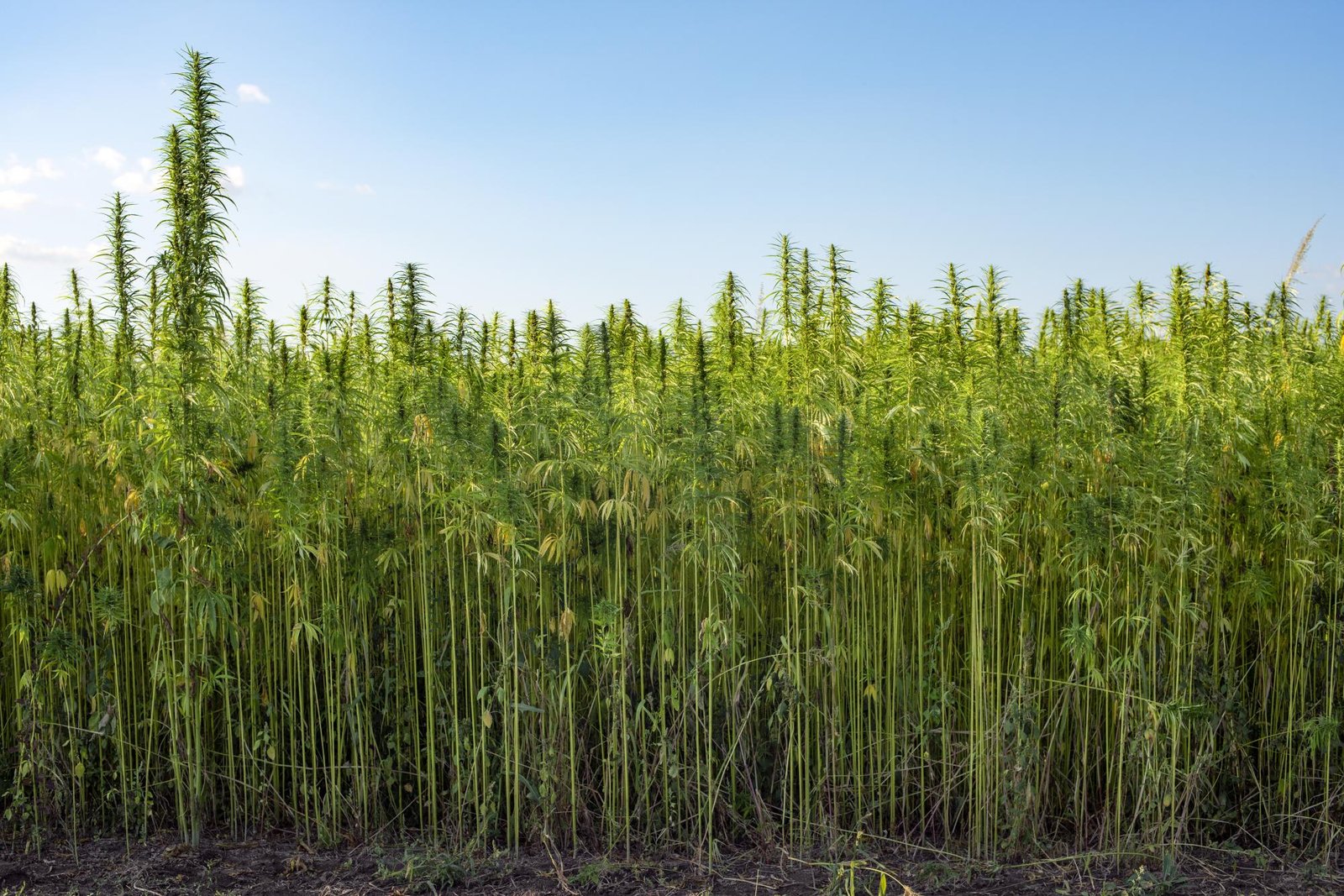 Centro israelense busca parceria com hospitais brasileiros para pesquisa sobre cannabis