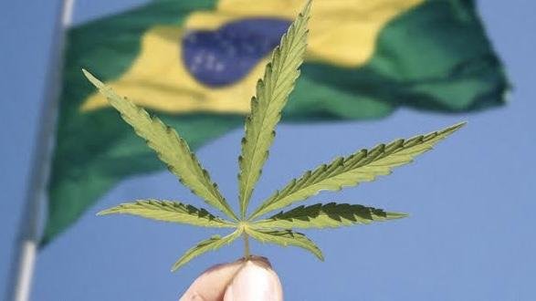 Conferência internacional sobre cannabis medicinal pontua avanços no setor