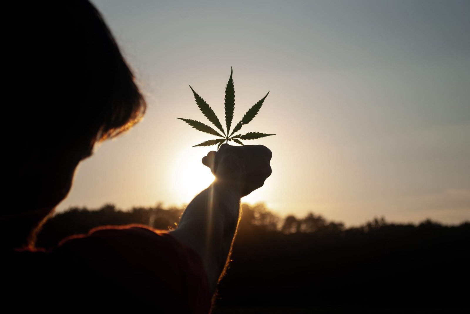 Confira as diferenças entre a maconha recreativa e o hemp medicinal