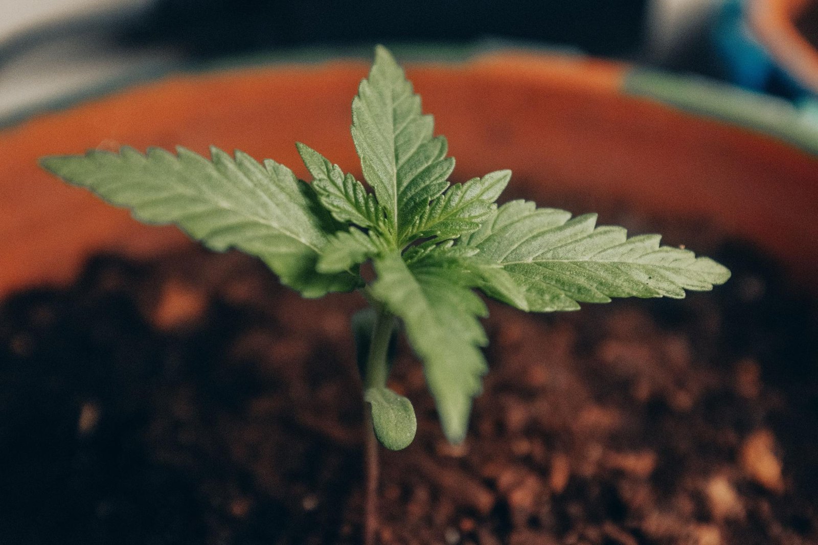 Crianças podem usar CBD?