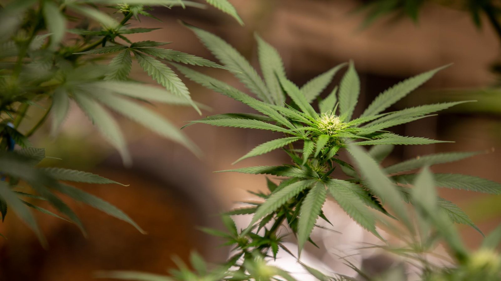 Cultivo da cannabis para fins medicinais não configura crime segundo decisão da Justiça