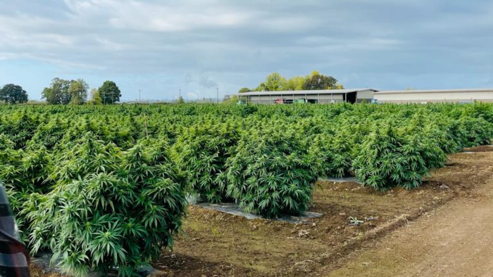 Curiosidades sobre a USA Hemp que você precisa conhecer
