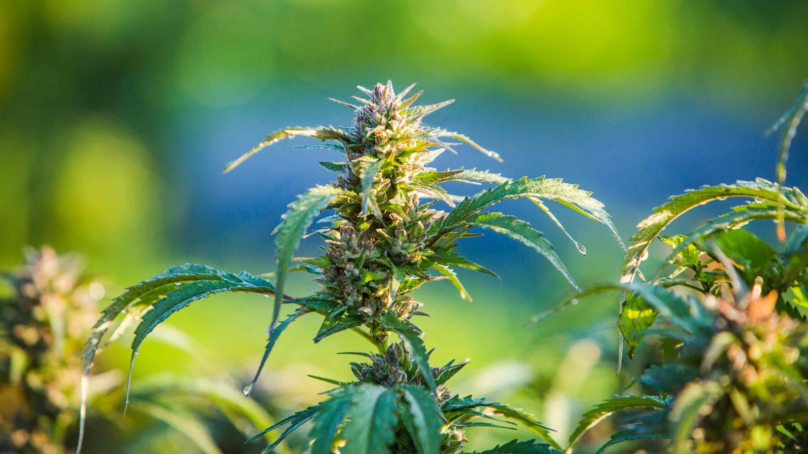 Maconha medicinal: confira 5 mitos