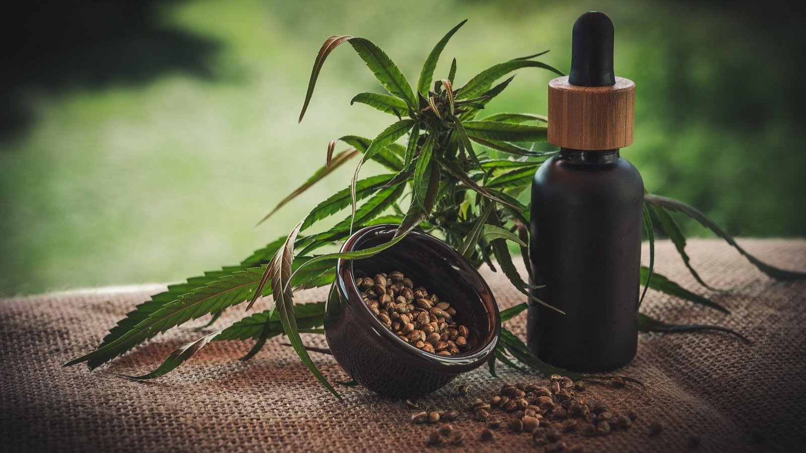 Mercado da cannabis tem modelos de negócio em ascensão