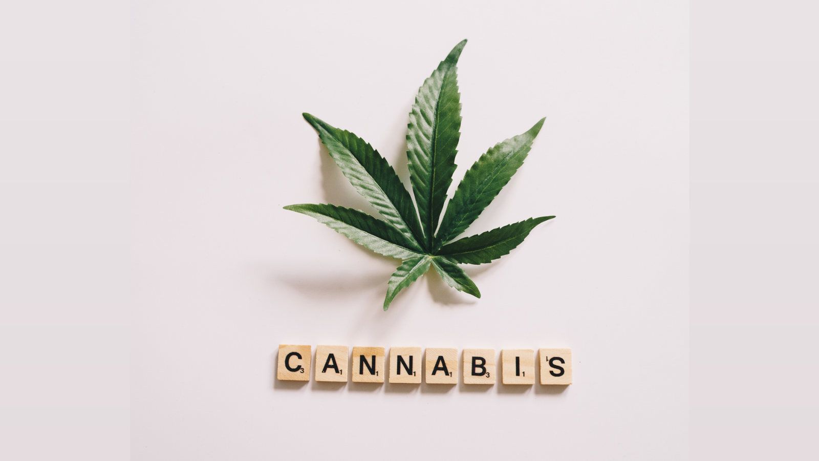 Mitos e verdades sobre a cannabis