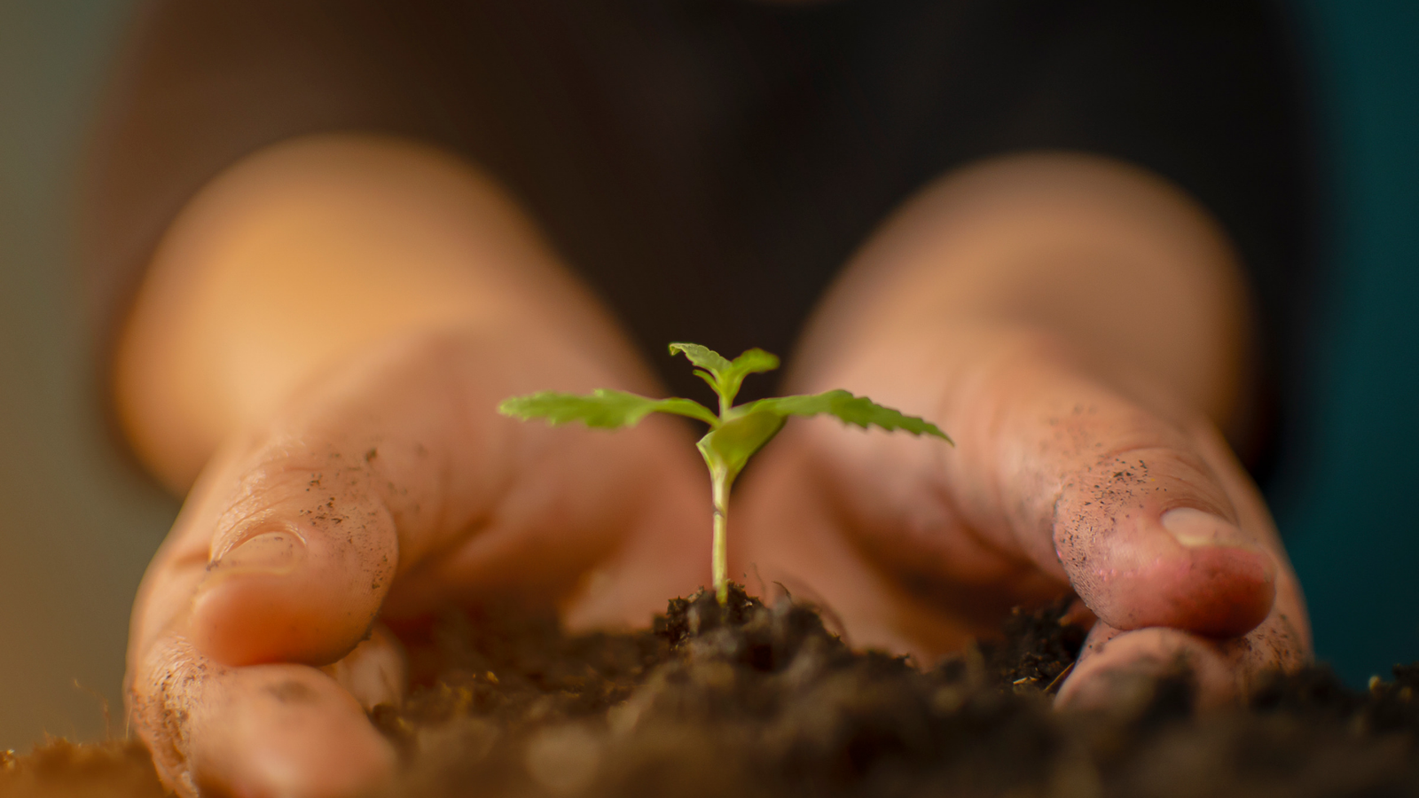 Os benefícios do plantio da cannabis para o solo