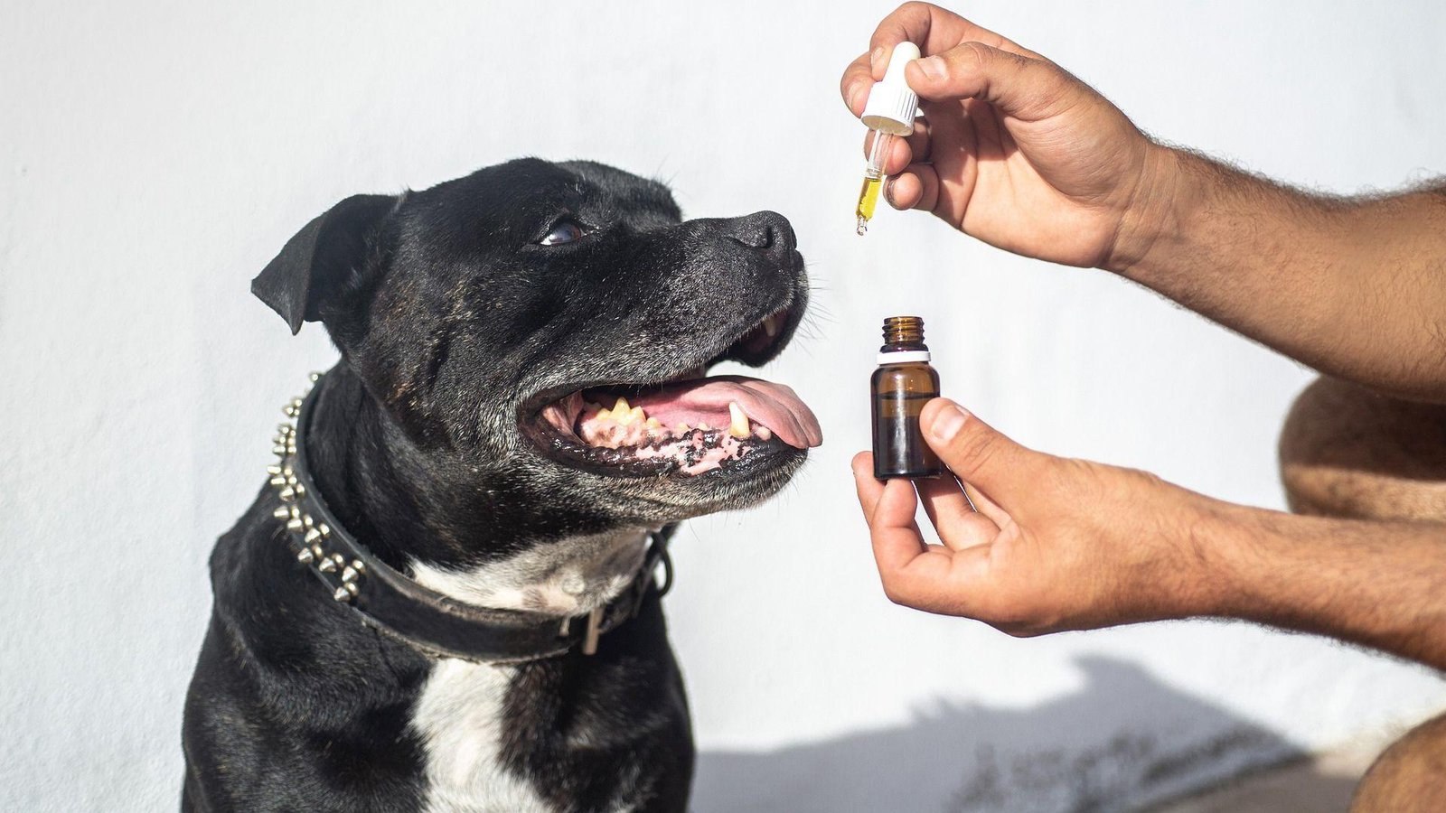 Pets e cannabis