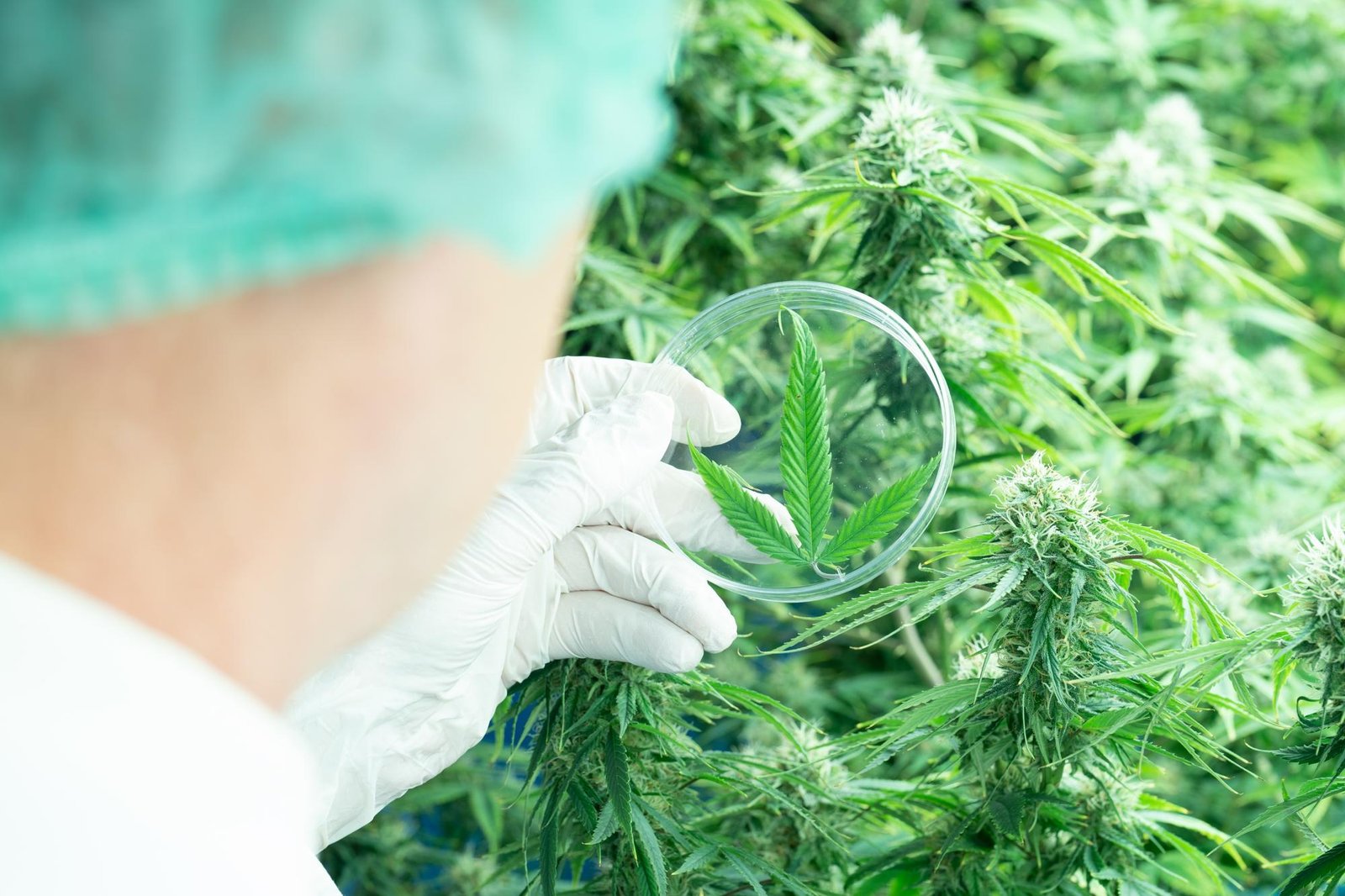 SP avança na inclusão da cannabis medicinal no Programa de Remédios Populares