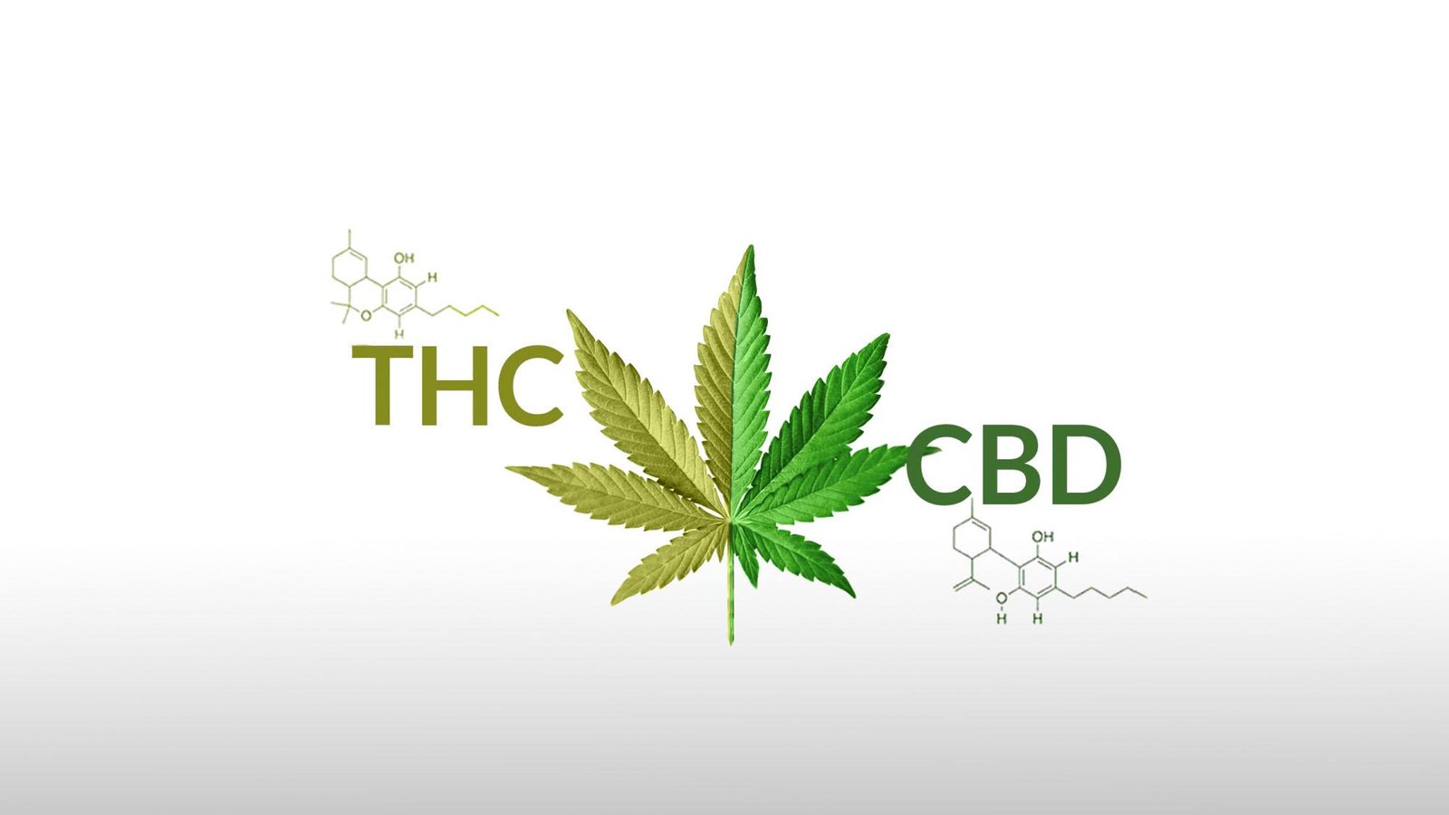 CBD e THC: você conhece as diferenças?