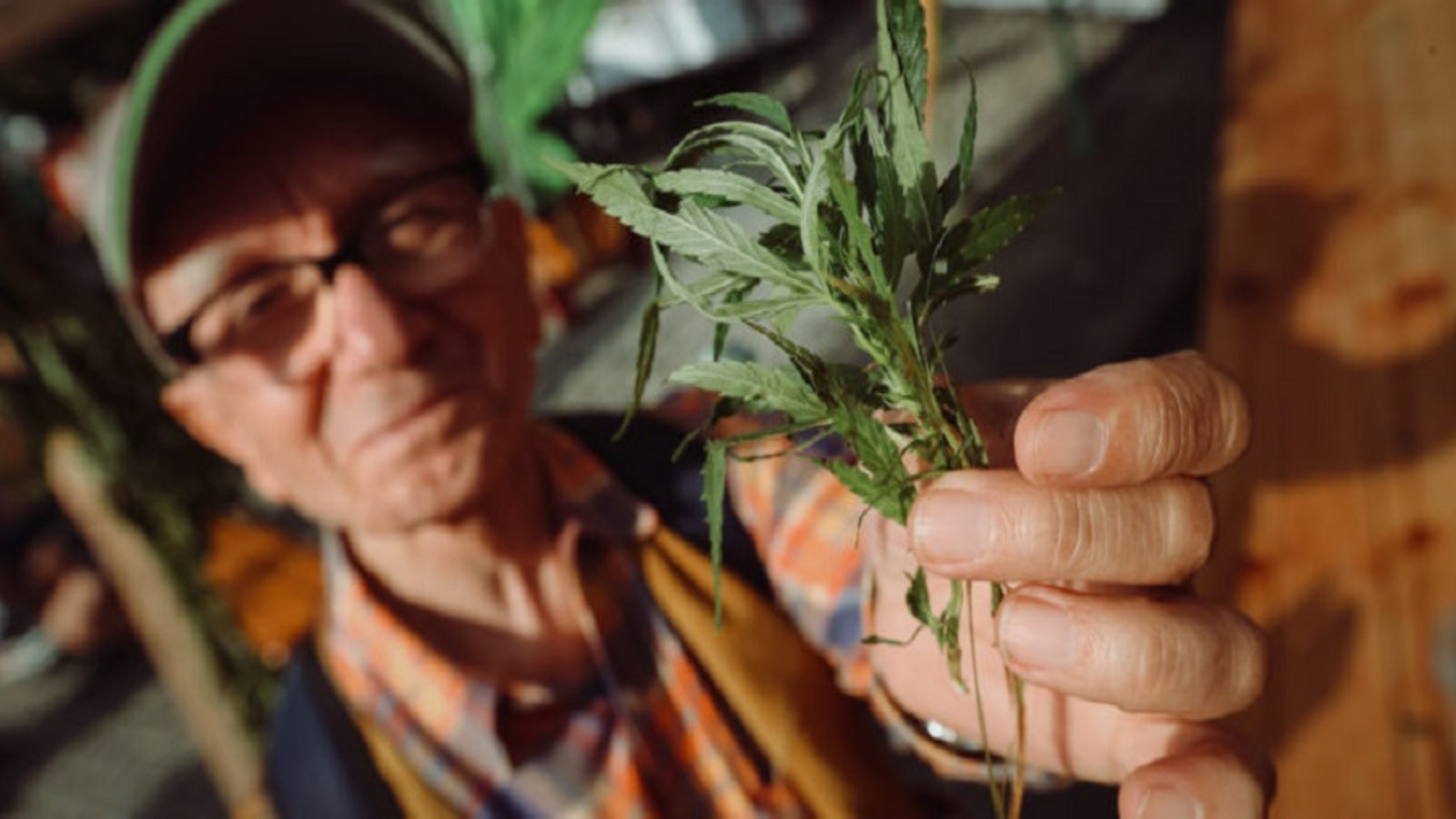 Uso de CBD por idosos: entenda como funciona