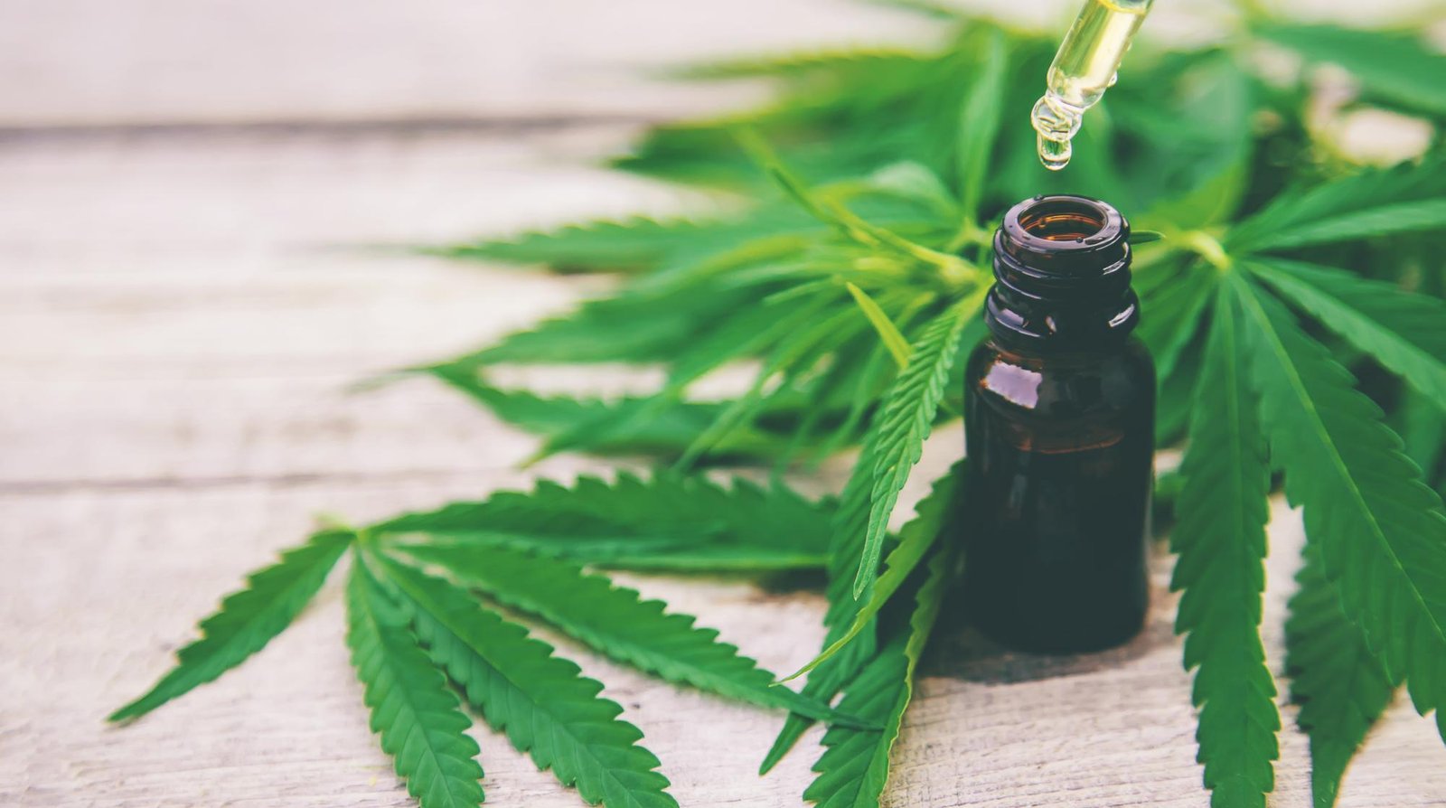 Uso medicinal da cannabis pode ajudar saúde mental