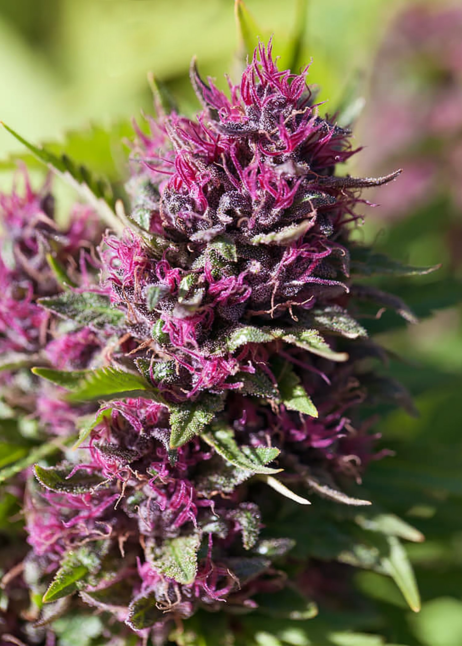Flor Carolina Dream