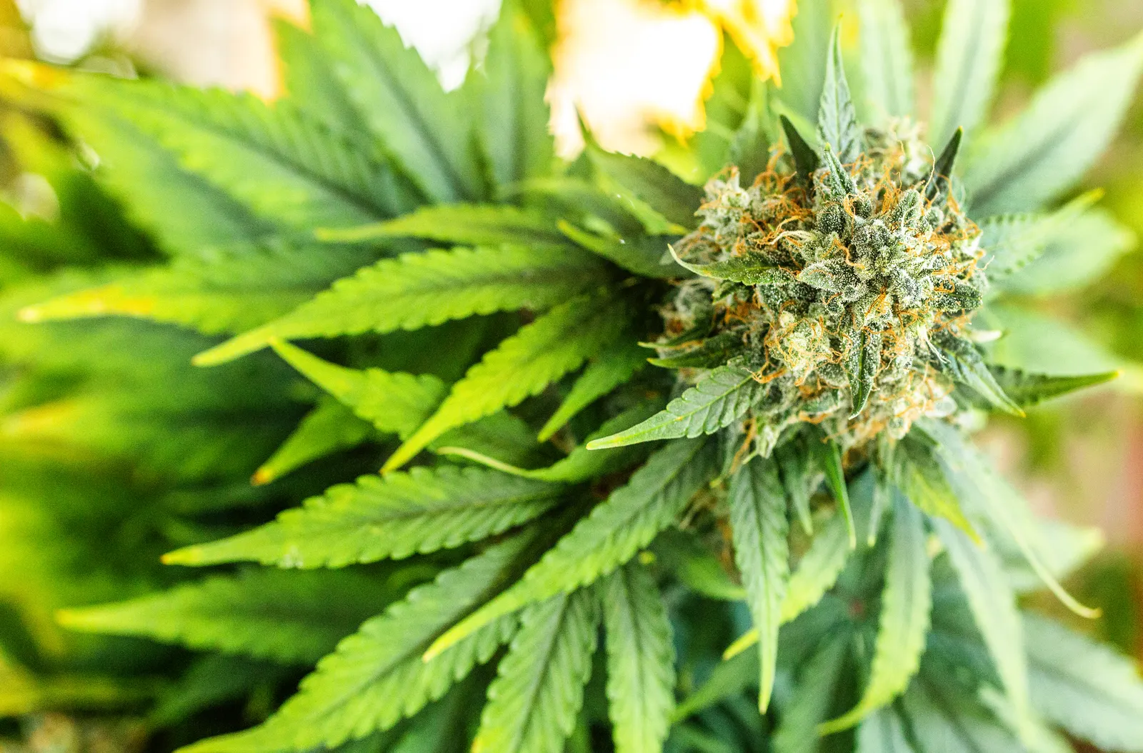 Flor de Cannabis Orgânica