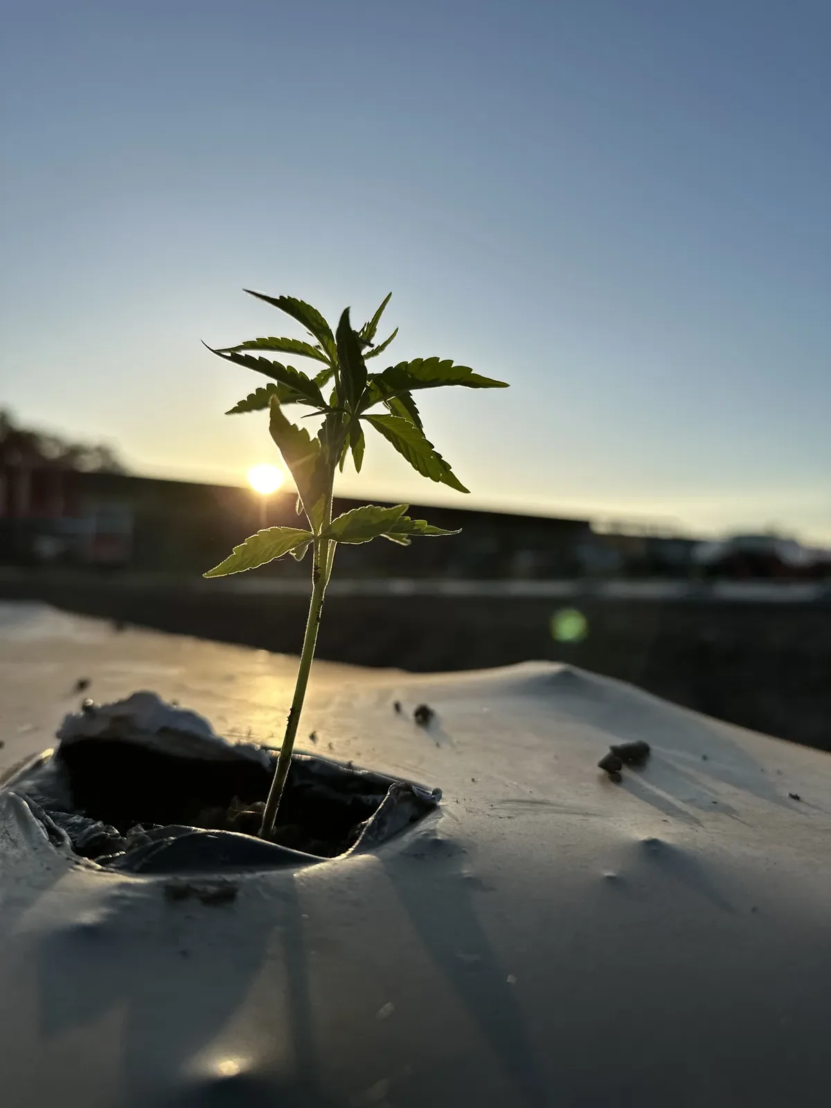 Florescimento da Planta