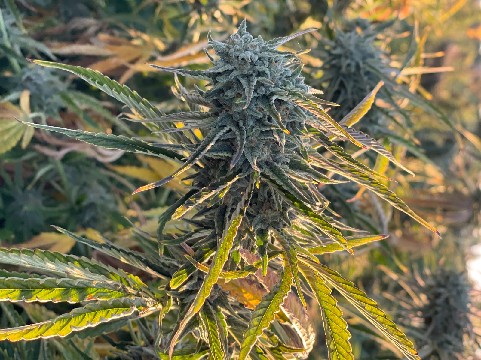 Flor Wild Bourbon