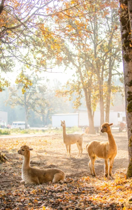 Alpacas no santuário USA Hemp