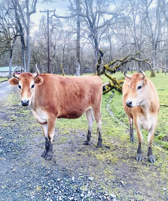 Vacas resgatadas no pasto livre