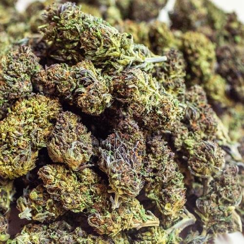 USA HEMP Brasil - AC/DC CBD FLOWER - 7g